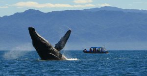 The Best Outdoor Activities In Puerto Vallarta - Whale Watching