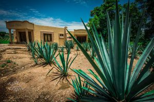 Day Trip From Puerto Vallarta To Tequila - Blue Agave Plant