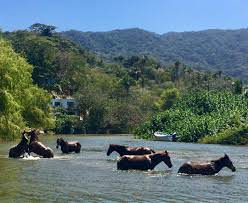 horses swiming in the river in Quimixto Mexico