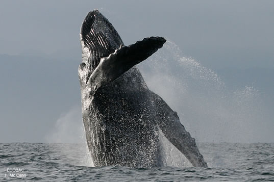 a huge humpack whale rising up out of the water
