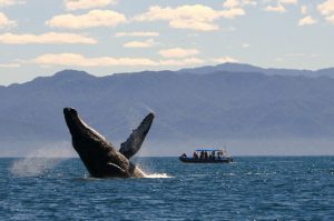humpback-whale-breaching in the bay of banderas