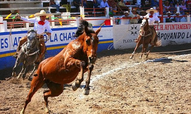 two charro horsement trying to rope a bucking bronco. 