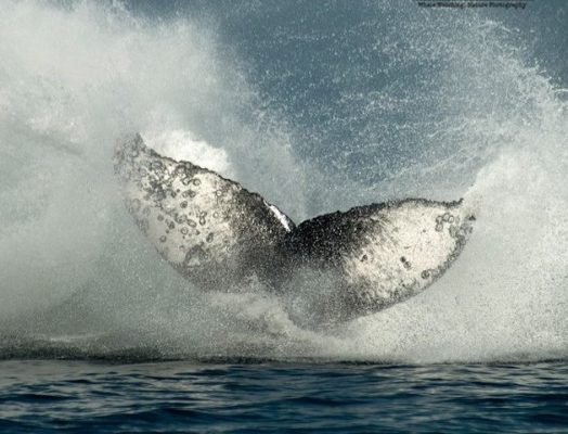 tail of a humpback whale
