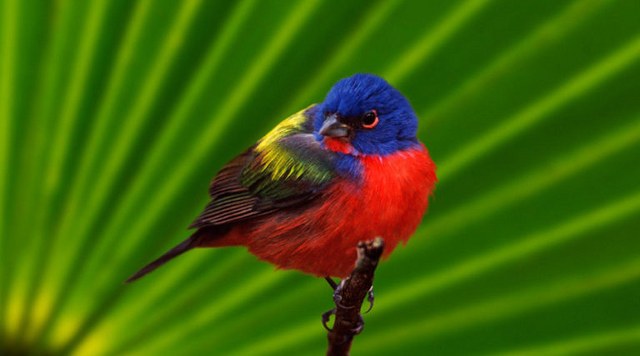 a colorful bird on a twig