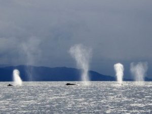 whales spouting in the Bay of Banderas