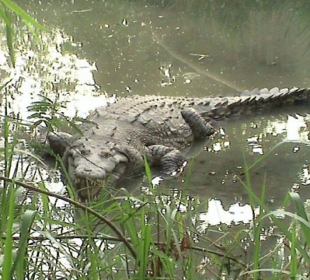 an american crocodile in the estuary reserve in puerto vallarta