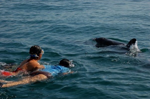 two snorkelers swiming with a dolphin in the wild in the Bay of Banderas Mexico