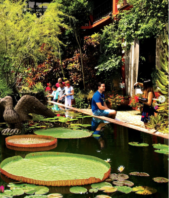 Vallarta Botanic Gardens photo showing large lily pads