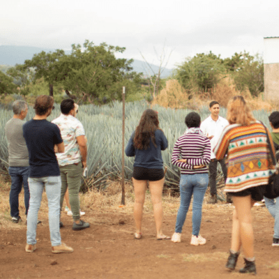 group of people facing a tour guide in an agave field